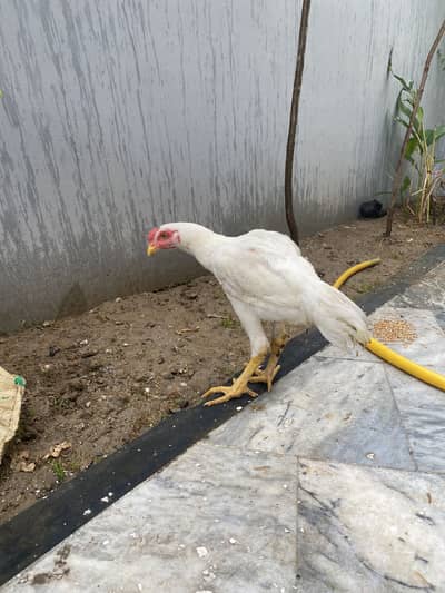 Heera ptha Aseel murghian murgha white for sale