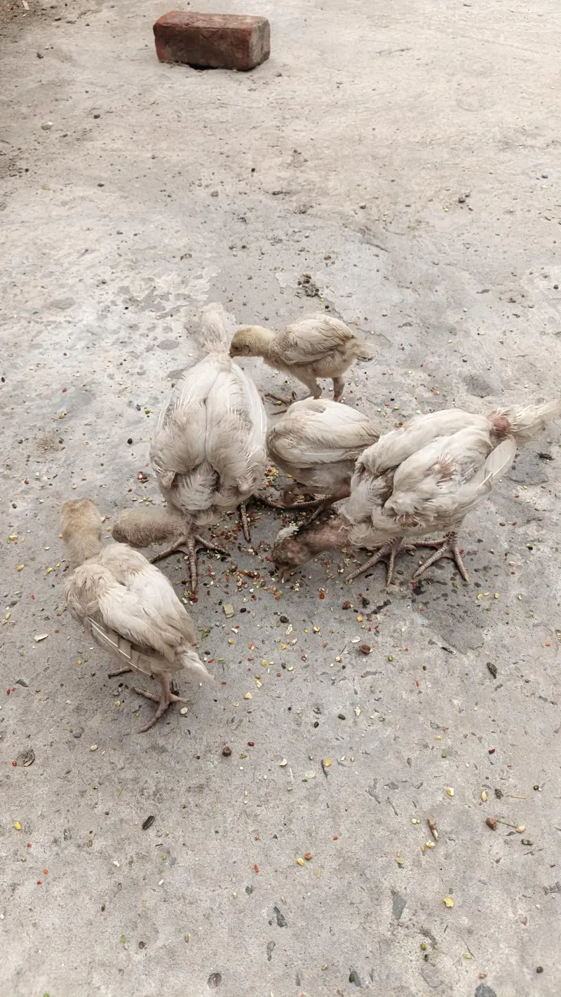 PURE HIRA CHIKS — photo 2
