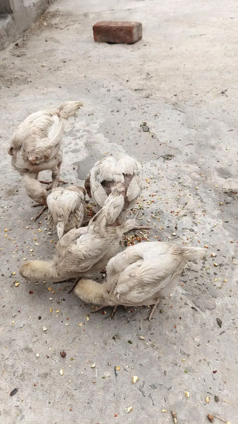 PURE HIRA CHIKS — photo 3