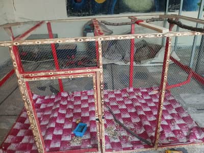 exchange same price new cage hai 10/10 parrot hen  big cage