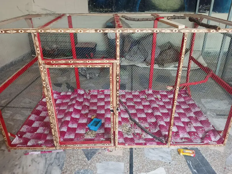 exchange same price new cage hai 10/10 parrot hen  big cage — photo 2