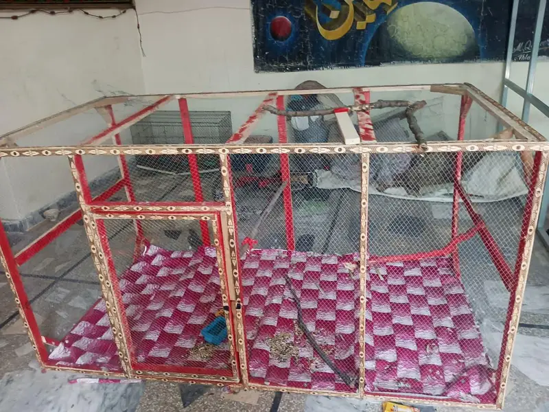exchange same price new cage hai 10/10 parrot hen  big cage — photo 3