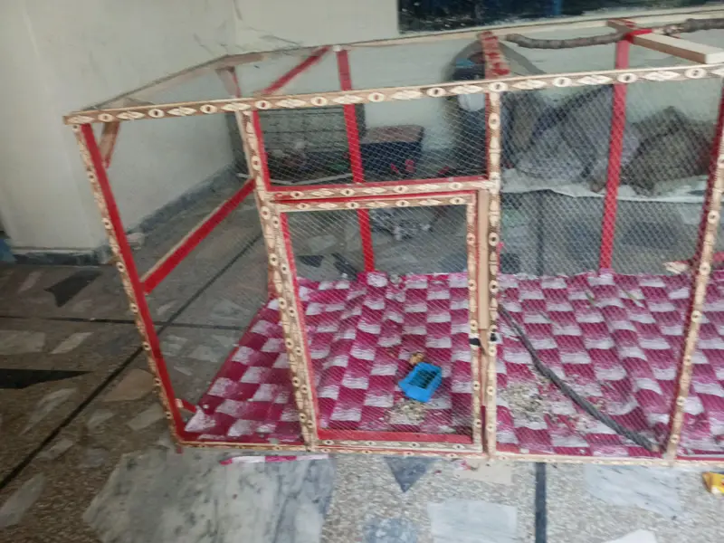 exchange same price new cage hai 10/10 parrot hen  big cage — photo 4