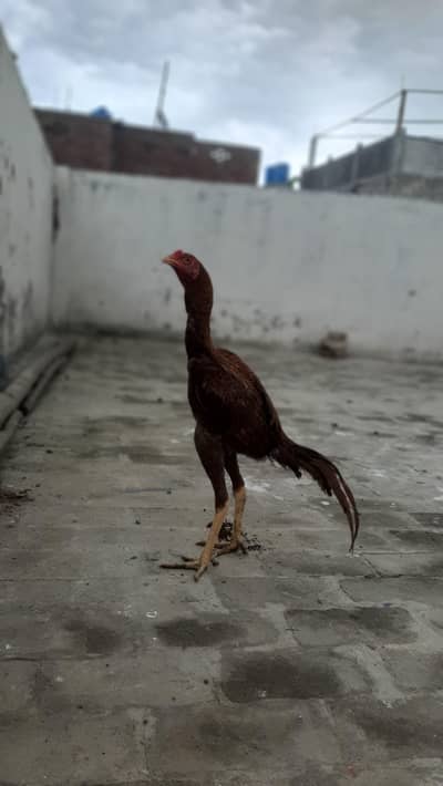 pure aseel pila patha PH. 03021466440