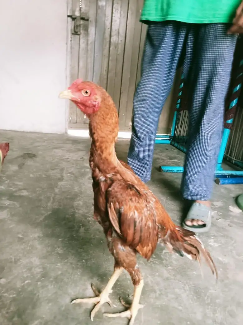 pure aseel pila patha PH. 03021466440 — photo 2