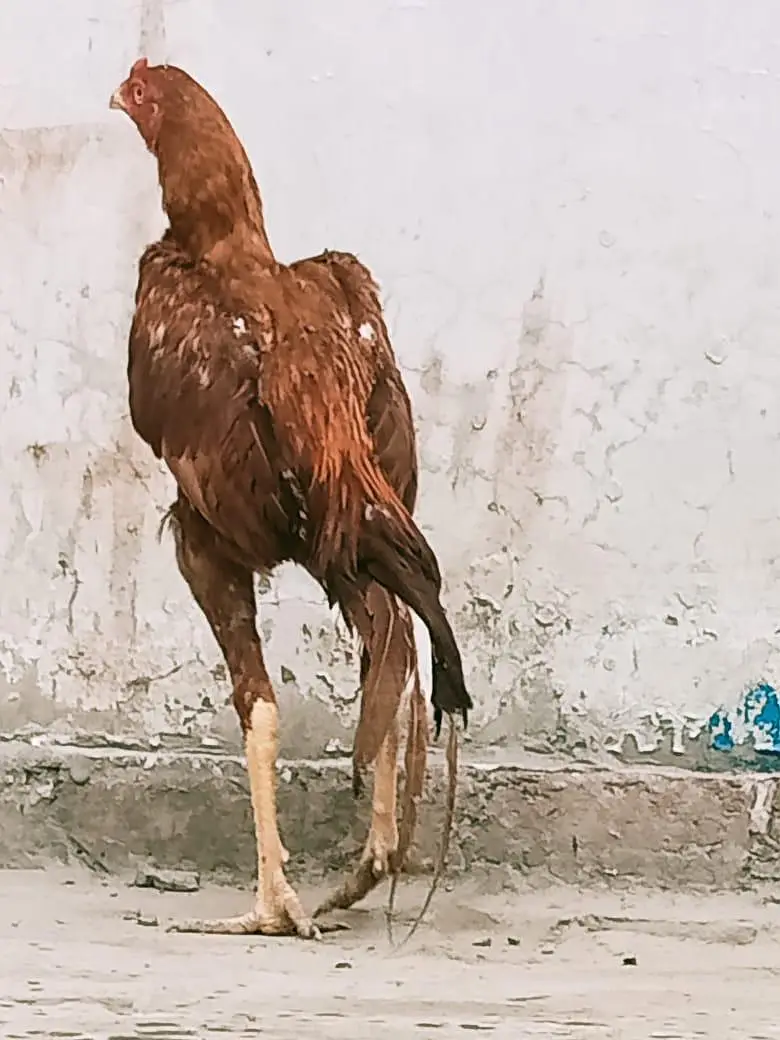 pure aseel pila patha PH. 03021466440 — photo 3