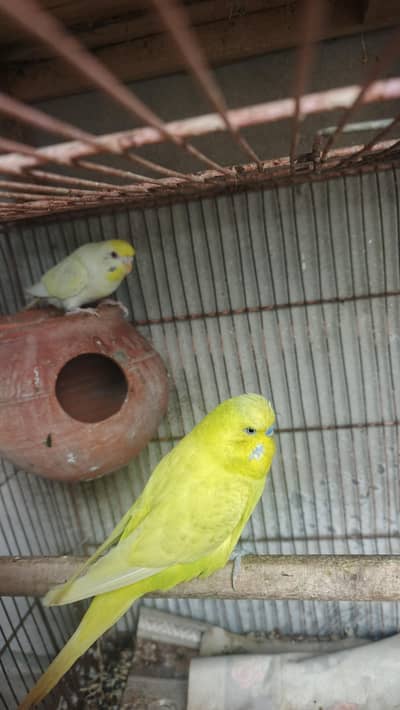 under exhibition male and red eyes female breeder pair for sale hy