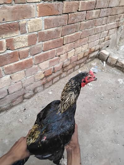 pakistani or valati
