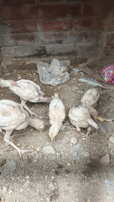 PURA HIRA  PAKISTANI Breed
