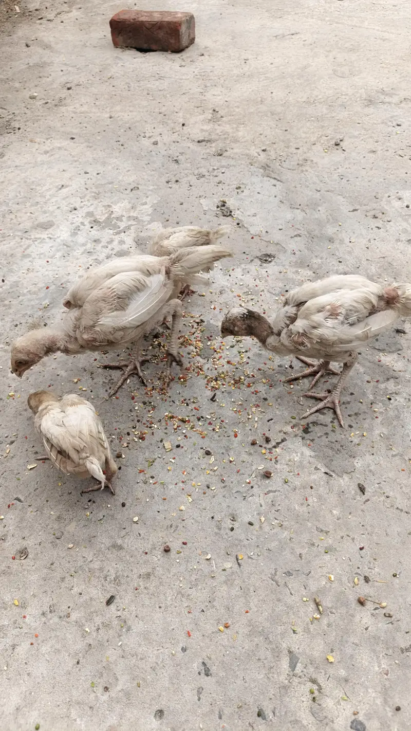 PURA HIRA  PAKISTANI Breed — photo 4
