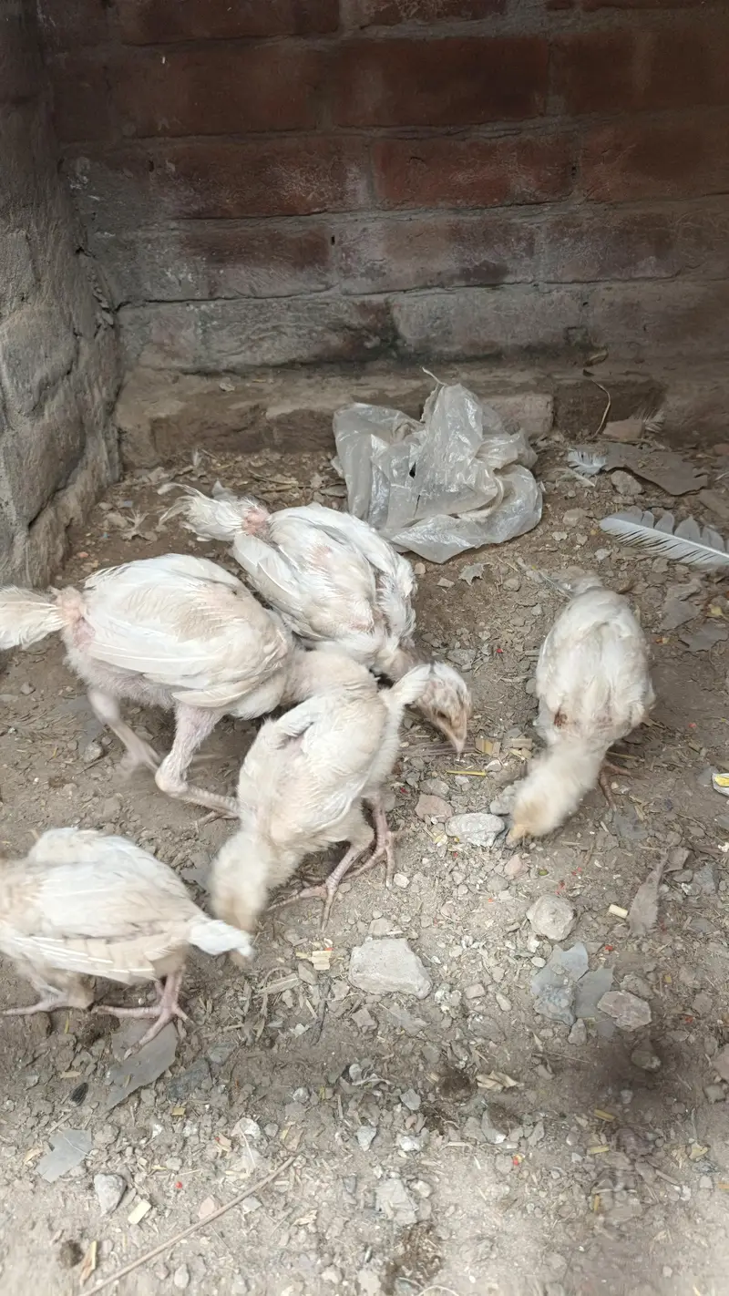 PURA HIRA  PAKISTANI Breed — photo 6