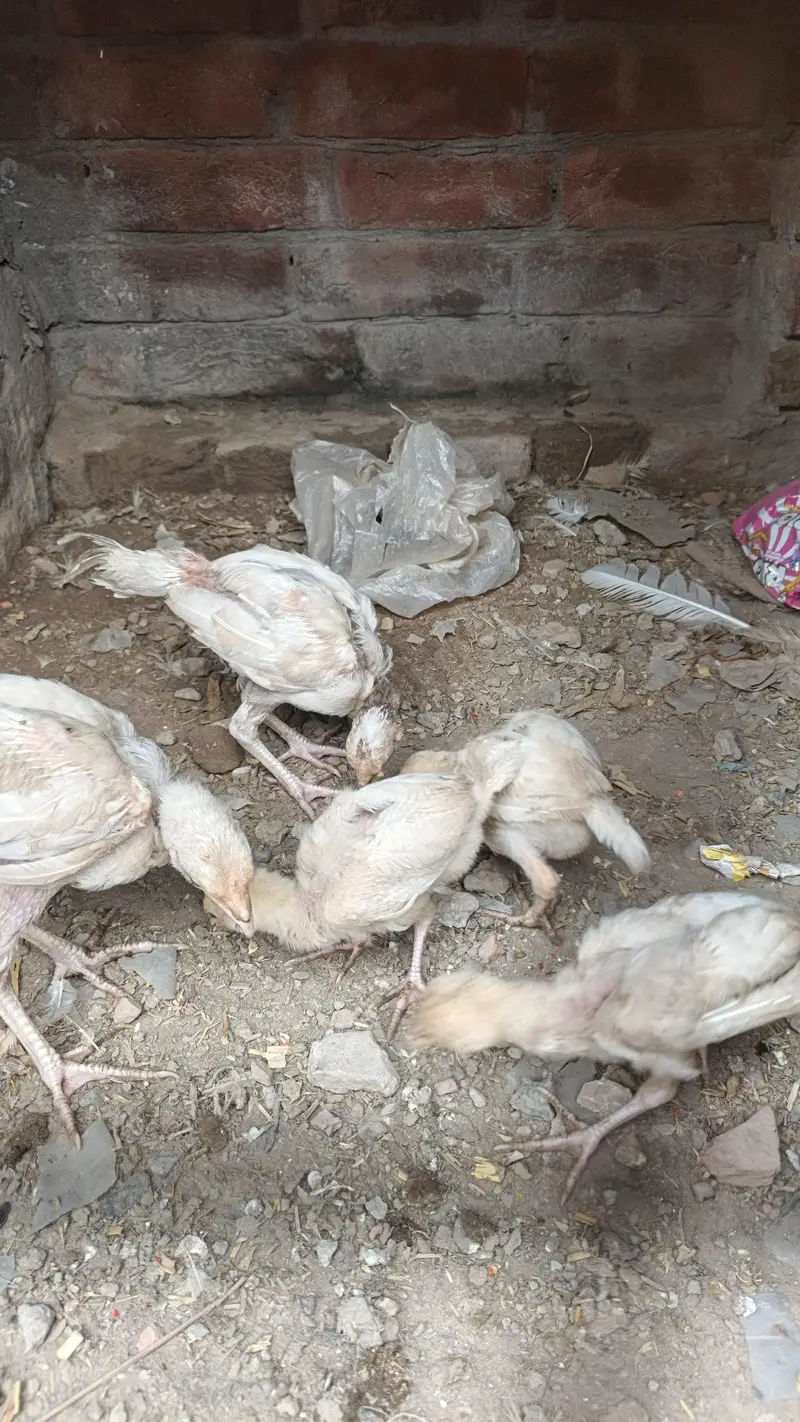PURE HIRA CHIKS — photo 6