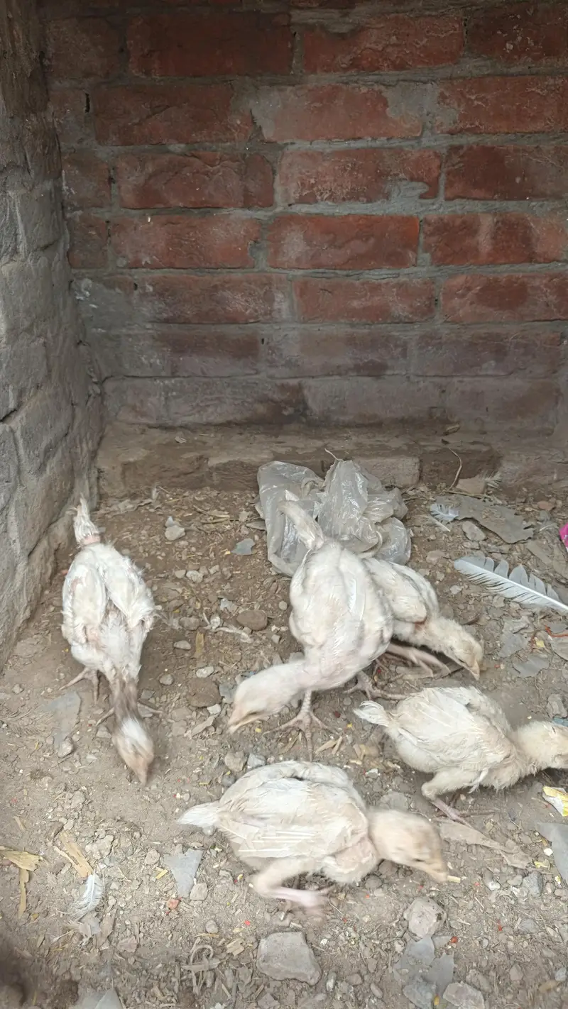 PURE HIRA CHIKS — photo 7