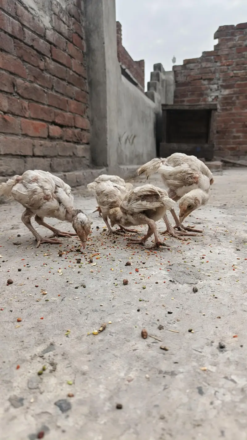 PURE HIRA CHIKS — photo 8