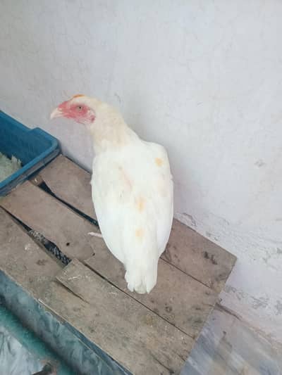 for sell arjant