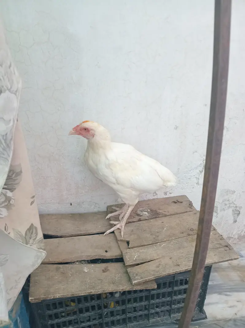 for sell arjant — photo 2