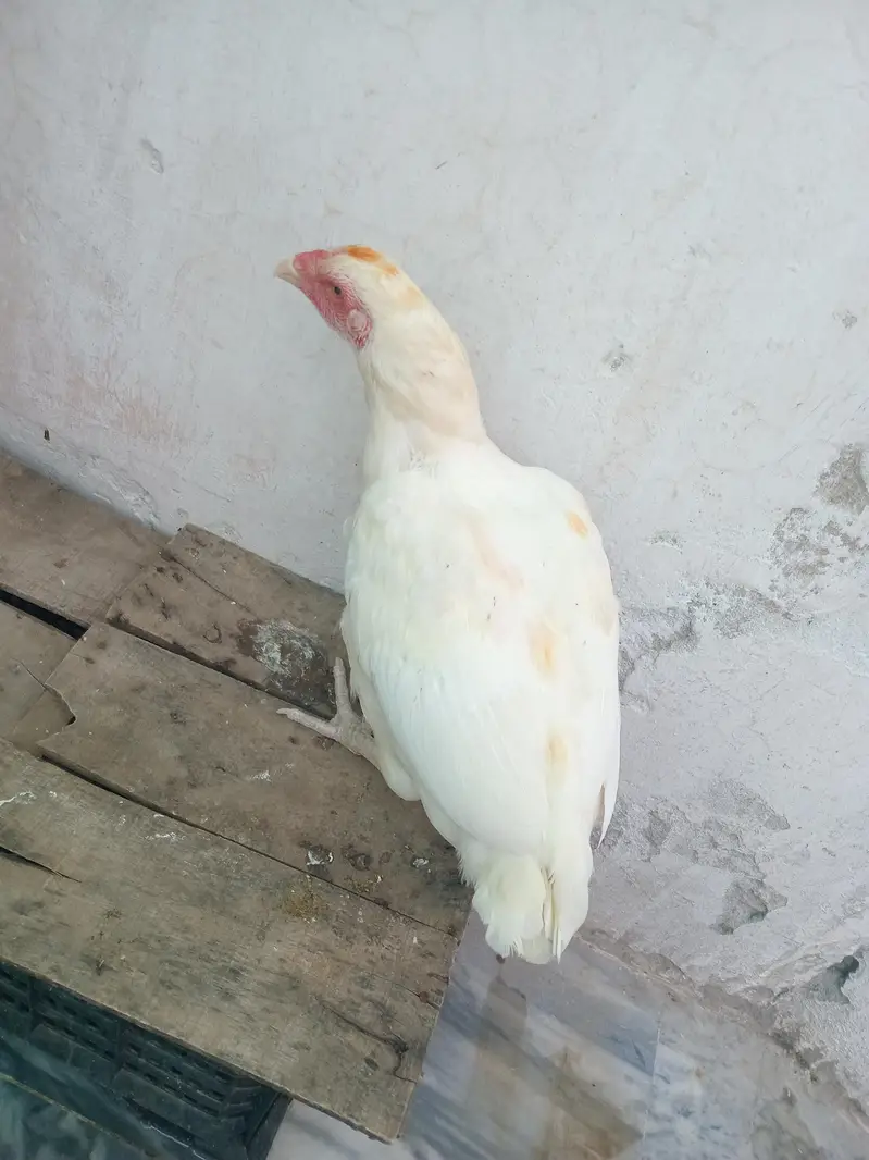 for sell arjant — photo 3