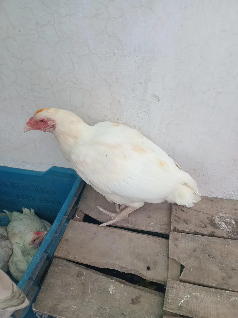 for sell arjant — photo 4