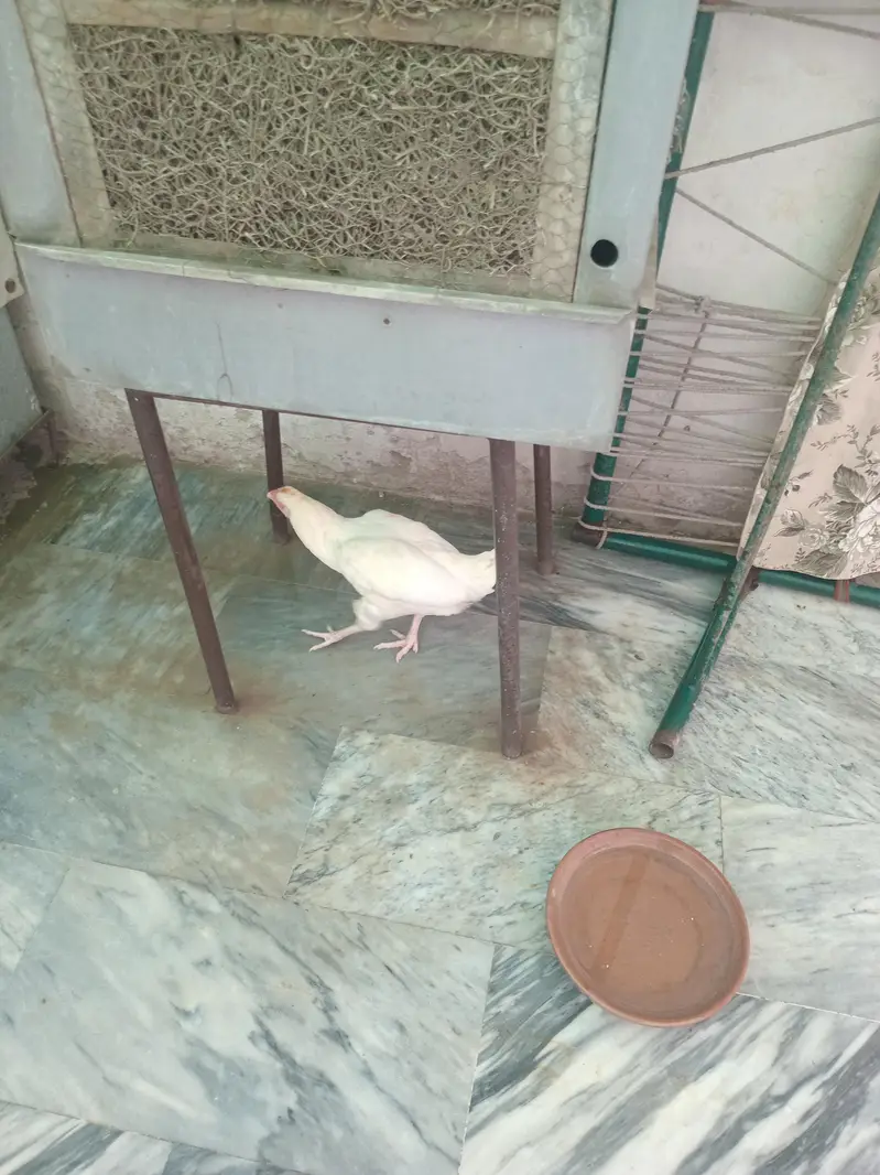 for sell arjant — photo 5