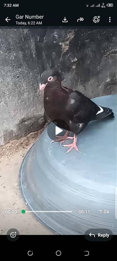 qasid pigeons far sell