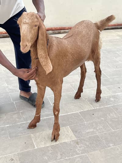 Top Quality Bisar bakra