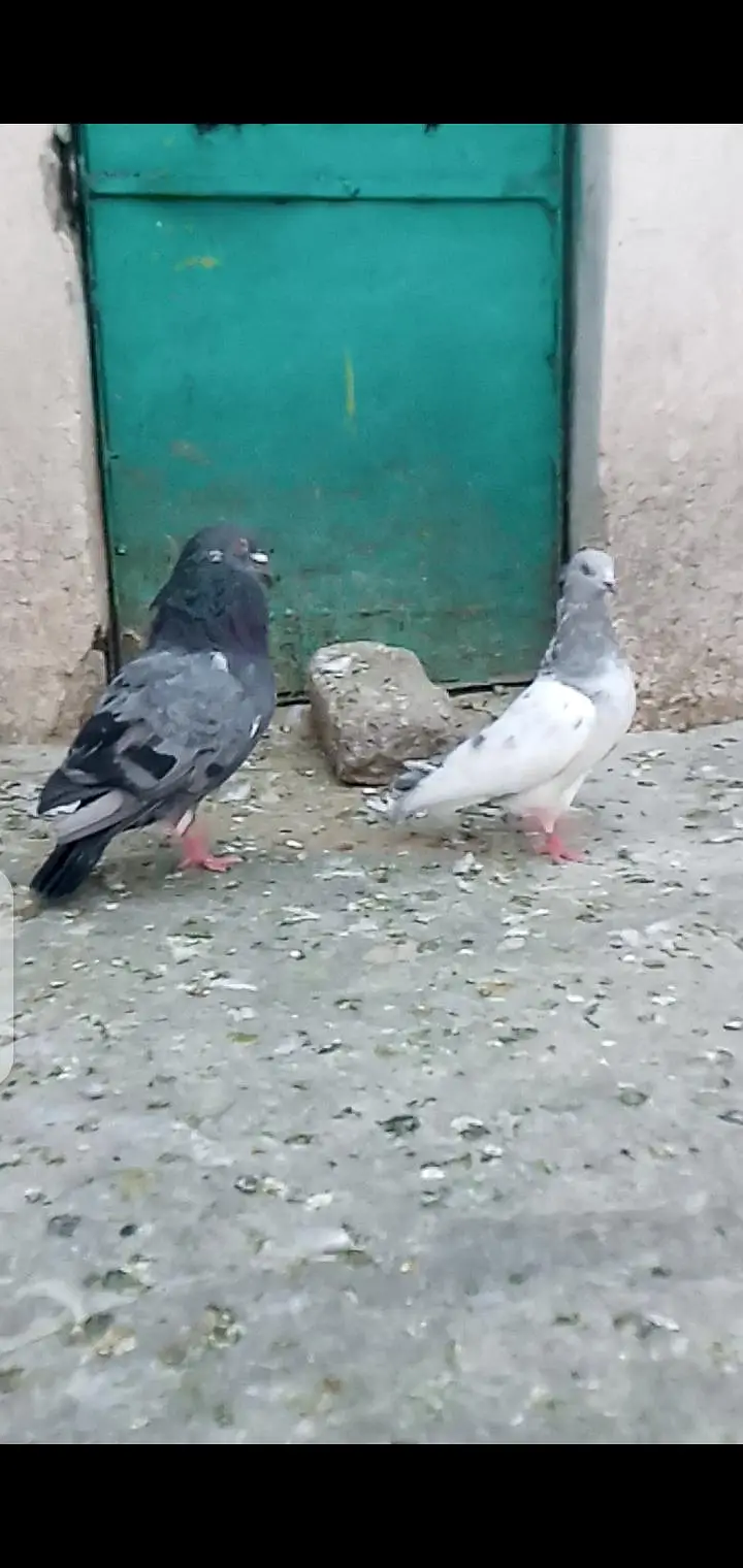 home breeder pair  for salle — photo 4