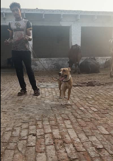 Pitbul dbl xl puppy