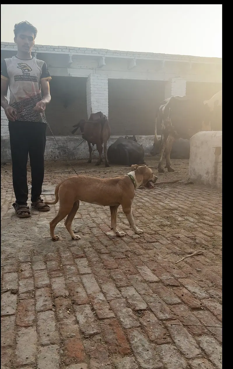 Pitbul dbl xl puppy — photo 3