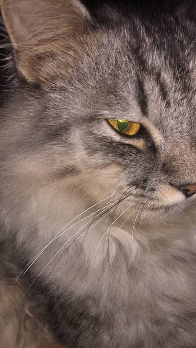 Pure Siberian Cat for Sale