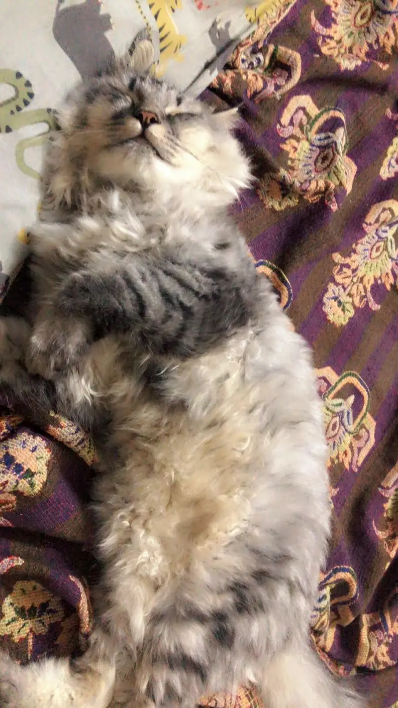 Pure Siberian Cat for Sale — photo 2