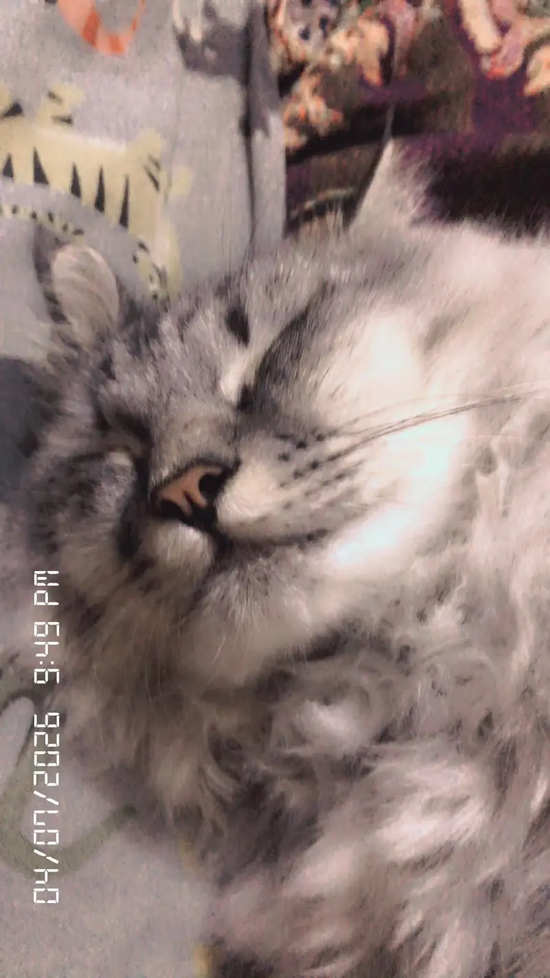 Pure Siberian Cat for Sale — photo 4