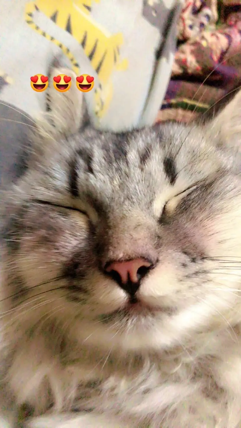 Pure Siberian Cat for Sale — photo 5