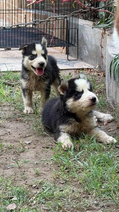 Siberian Husky Male puppies