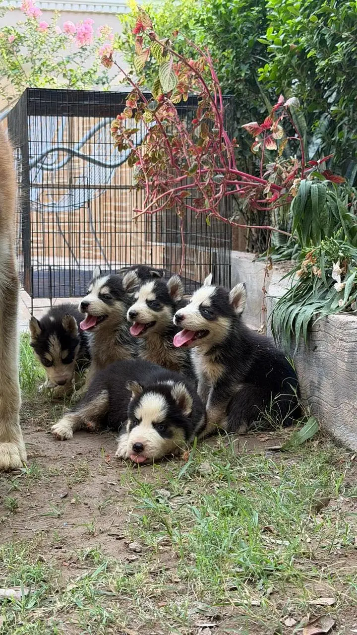 Siberian Husky Male puppies — photo 2