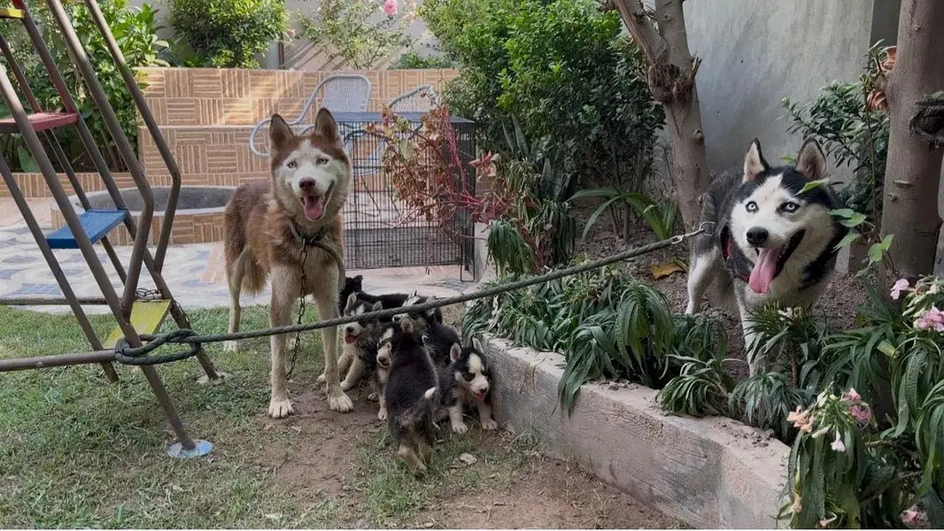 Siberian Husky Male puppies — photo 3