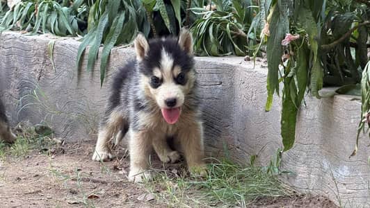 Siberian Husky Male puppy