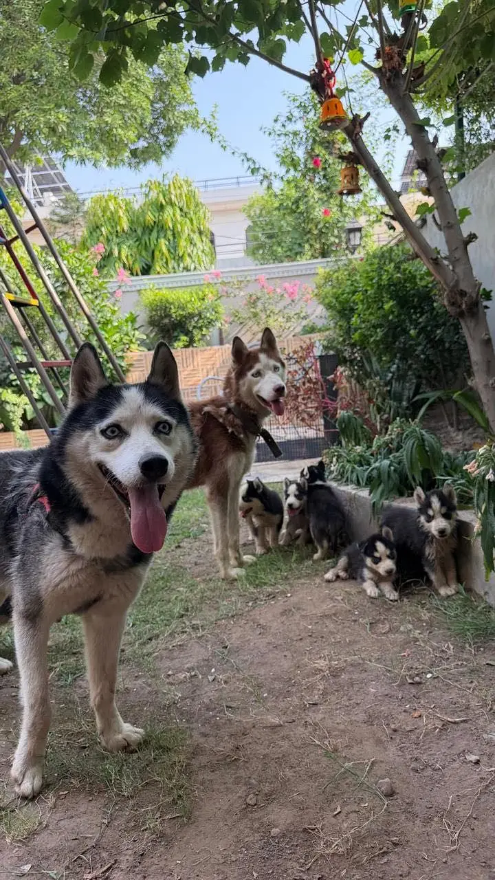 Siberian Husky Male puppies — photo 5