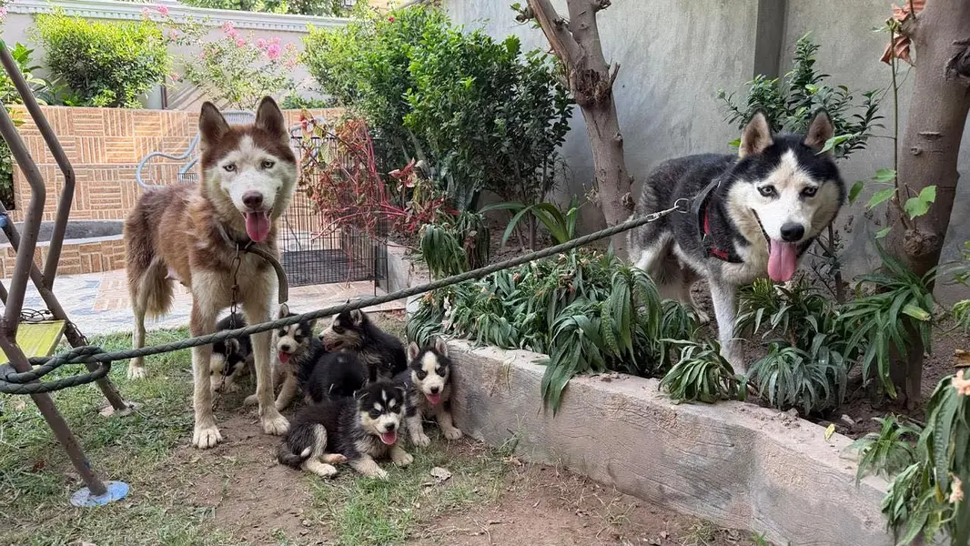 Siberian Husky Male puppies — photo 6