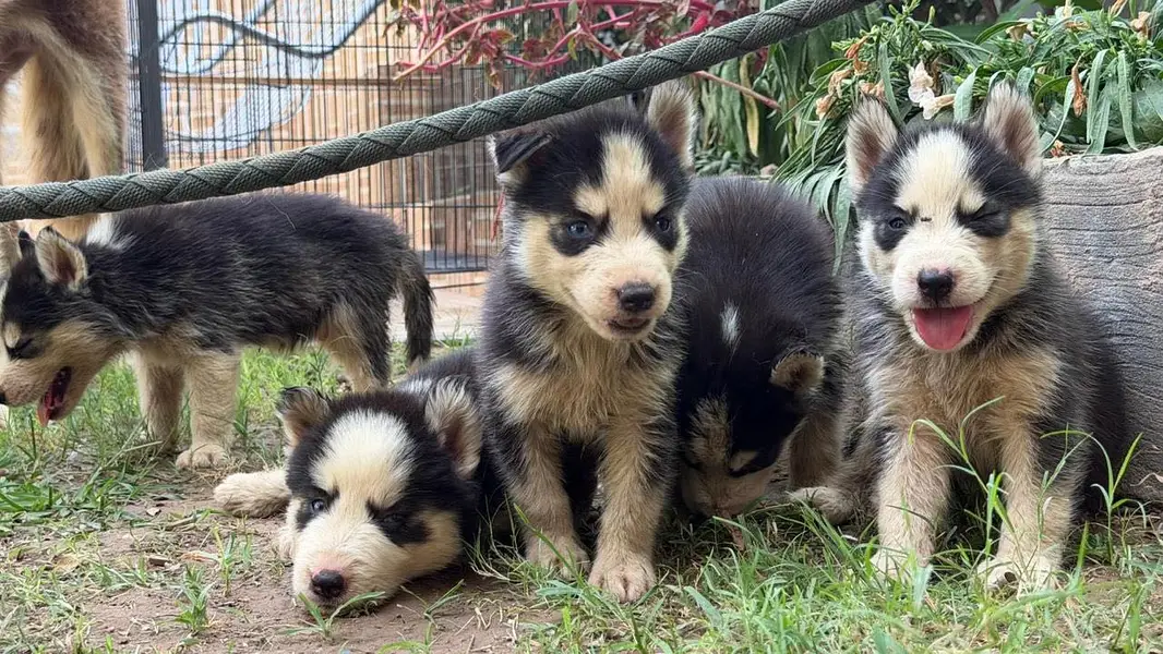 Siberian Husky Male puppies — photo 7