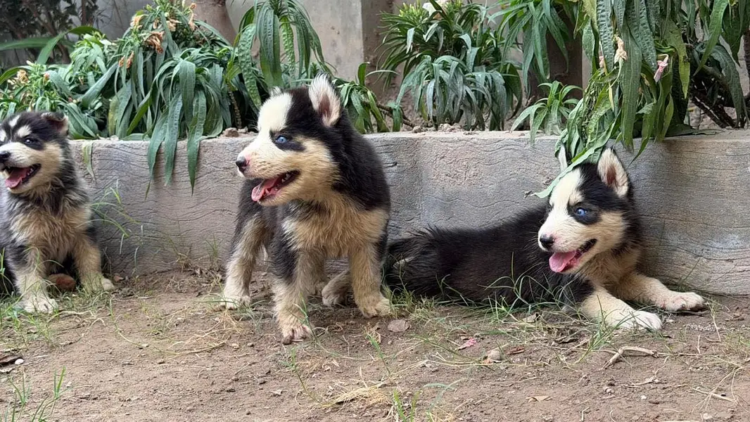 Siberian Husky Male puppies — photo 8