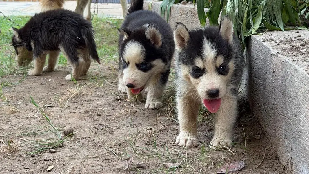 Siberian Husky Male puppies — photo 9