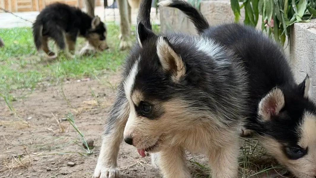 Siberian Husky Male puppies — photo 10