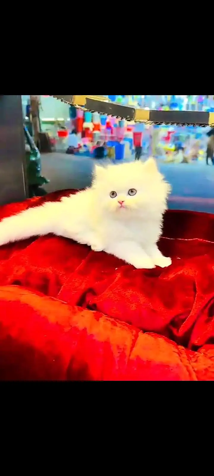Persian cat for sale My whatapp number 03-09-37-13-694 — photo 2
