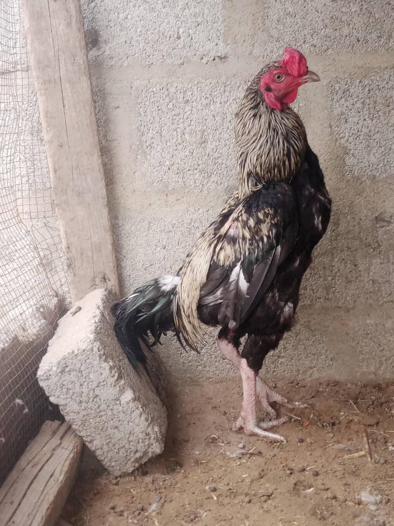 java cock 1