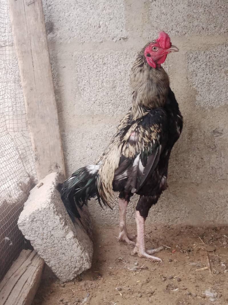 java cock 2