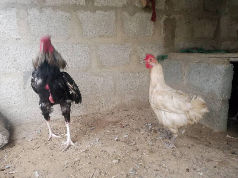 java cock 3