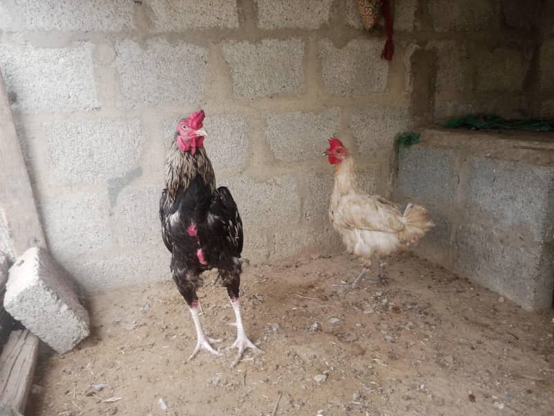java cock 4