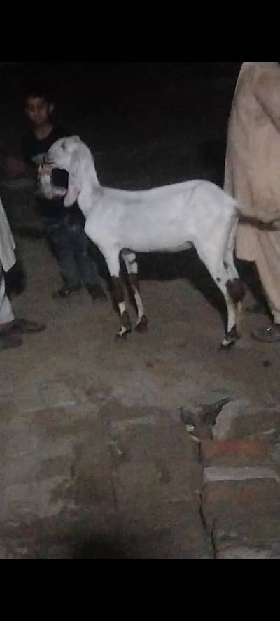 Rajan puri cross 1 month ki gaban