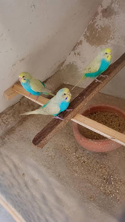 Budgies/Australia parrots/for sale