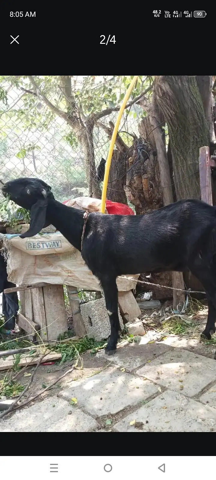 goat for sale — photo 2
